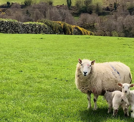 Grass tetany: The challenges it brings and how we can overcome them