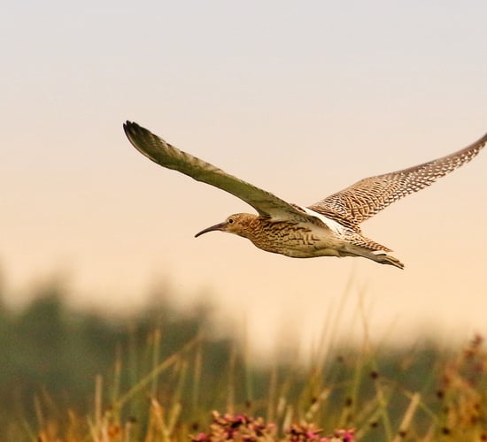 Quarter of island's native birds now 'red-listed'