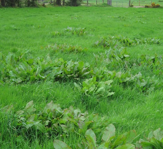 Before silage cutting is optimum time to kill docks