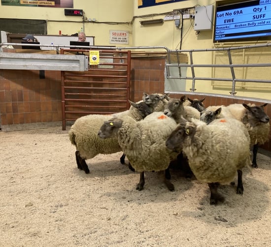 Cull ewes dominate mart trade as hoggets hold firm