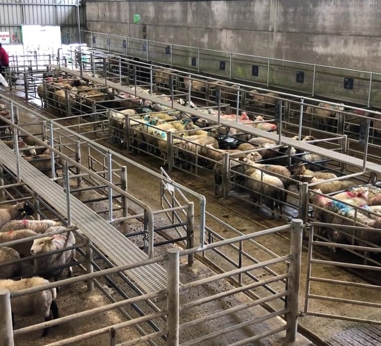 Sheep marts: Top price of €163 for lambs at Ennis Mart