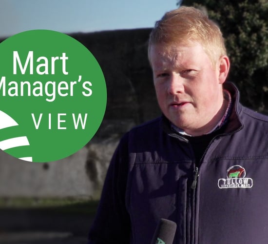 'Lambs to €170 and cull ewes to €224' at Tullow Mart