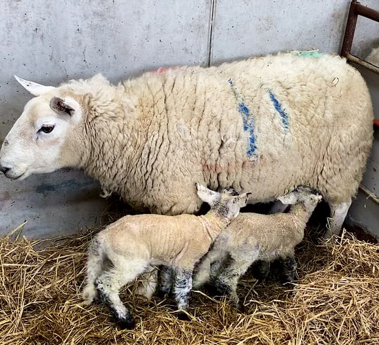 Investigating unknown mortalities that occur around lambing