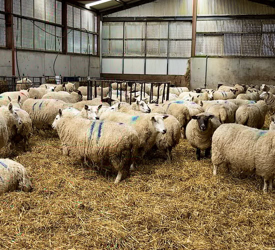 Vaccinating against clostridial diseases ahead of lambing