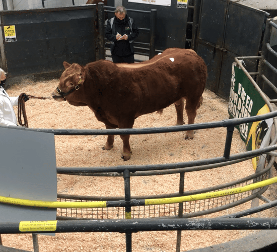 Prices peak at €6,600 - with a strong average for Limousin bulls in Athenry