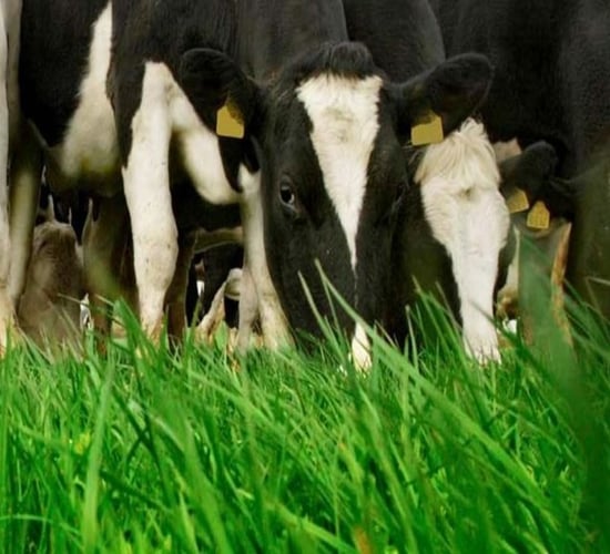 Can you make money from grass if it can't be grazed?