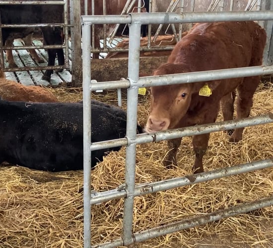 Beef producers' group in Galway seeking new members