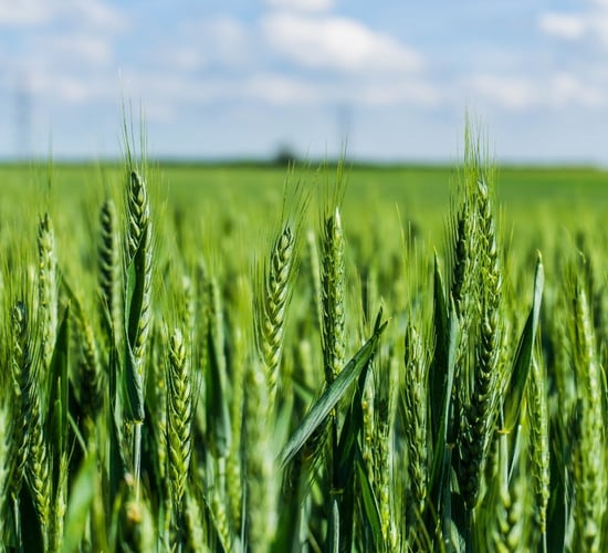 New cornerstone of cereal disease control