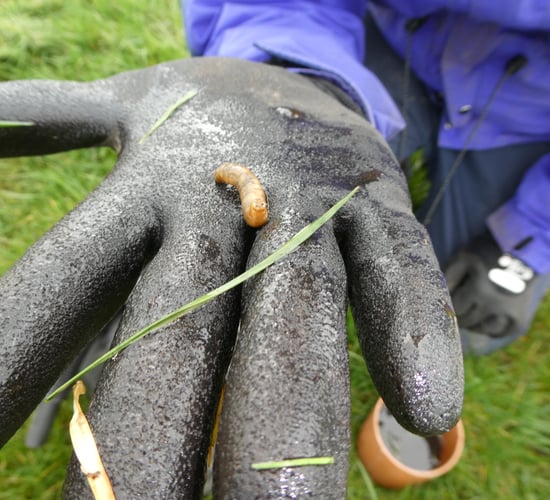 New farm-led research to investigate leatherjacket control strategies