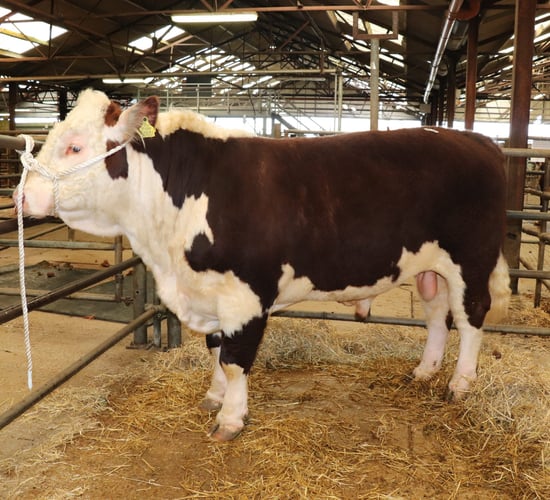Two Hereford bulls hit the €3,300 mark at Kilmallock Mart