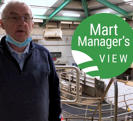 Ennis Mart: Strong showing of spring lambs peaked at €171/head