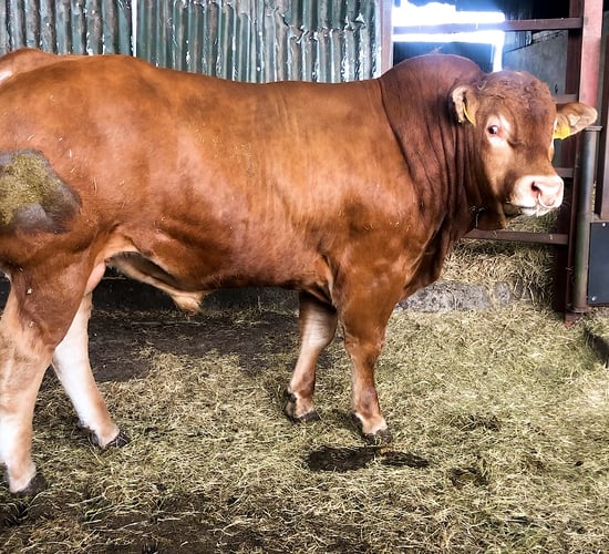 Beef Focus: Limousin genetics come to the fore in this 90-cow suckler herd