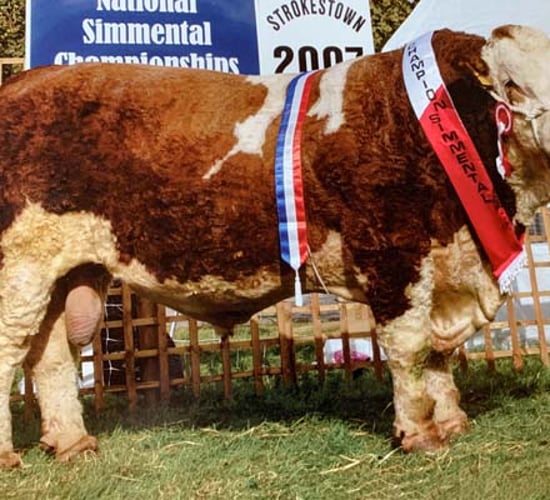 Blast from the past; old Simmental sires available once again