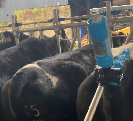 Breeding success: Progressive Genetics strikes supply deal with Tailpainter
