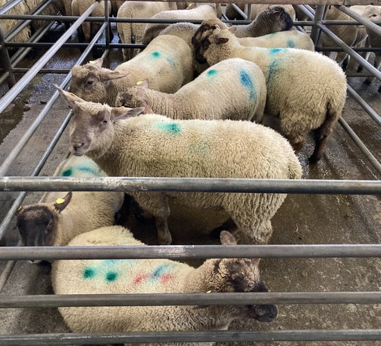 Sheep trade: Up to €9.40/kg available as spring lamb opens