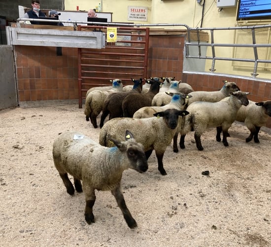 Spring lamb prices drop back anywhere from €5-10/head at marts