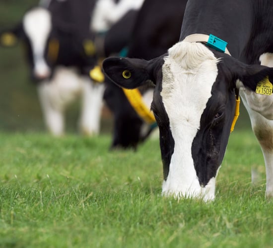 Recoup the milk fat dip at turnout