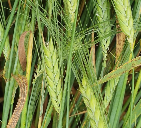 May is a critical month for crop protection