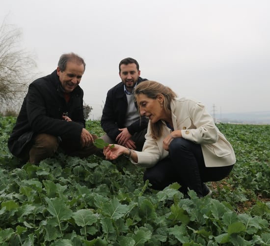 Foliar application boosts zinc content of wheat by 50% - UCO research