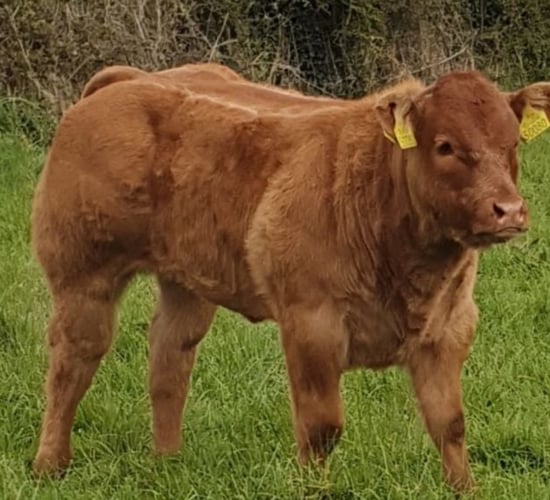 Pics: Top cattle to go under hammer in Ballinakill this weekend