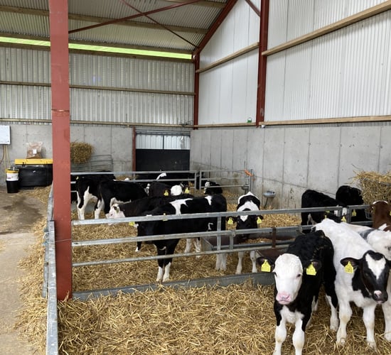 Calf registrations head towards 1.4m for year-to-date