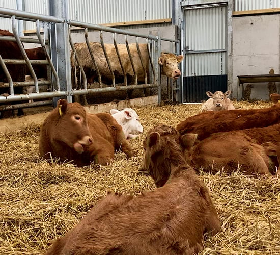Calf registrations: Beef registrations down 14,000 on 2022