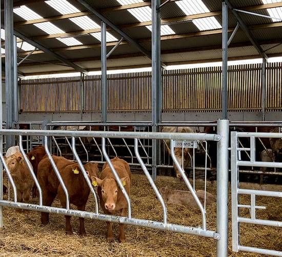 Table: Number of beef youngstock up 10% in 10 years