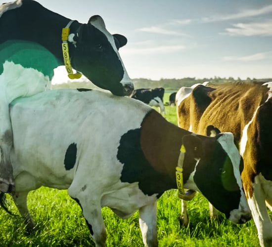 Irish dairy monitoring company expands to NZ