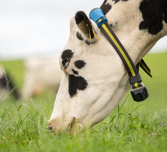 SenseHub competition: The new generation of livestock monitoring