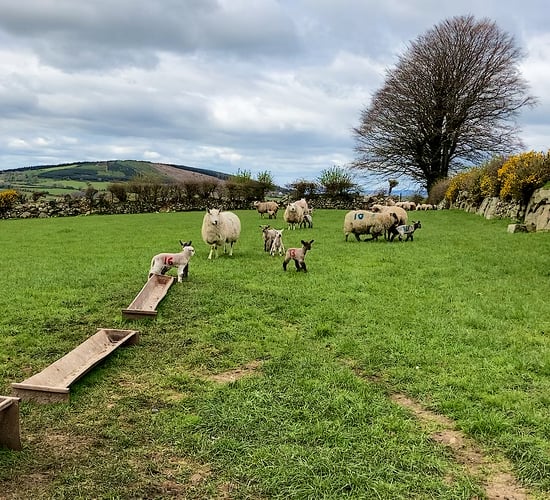 Parasite challenges in lambs: Nematodirus and coccidiosis