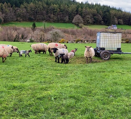 Dealing with scald issues on farms