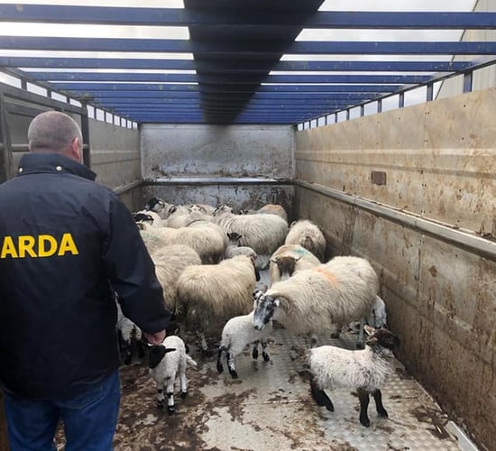Ewes and lambs seized in Garda investigation