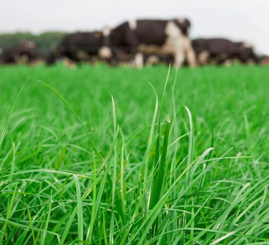 Dairy advice: Topping paddocks to correct grass quality