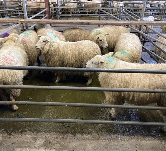 Northern Ireland hogget prices continue upward trajectory