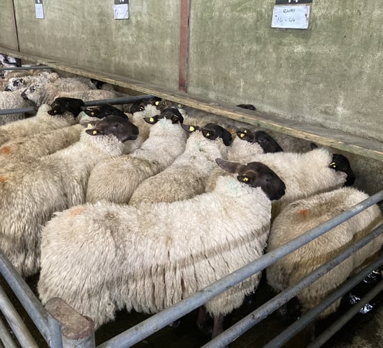 Tight hogget supplies and poor grass growth sees UK sheep kill fall in April