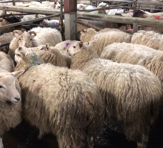 Spring lambs and hoggets breach the €180 mark at Ballybay