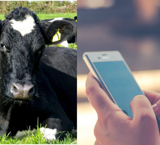 NDC: Social media a 'vital channel' for backing dairy