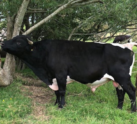 RBST Watchlist: 75 of the UK's rarest breeds listed as 'high priority'