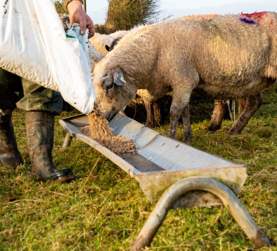 Sheep farmers deserve fair share of Brexit fund - TDs
