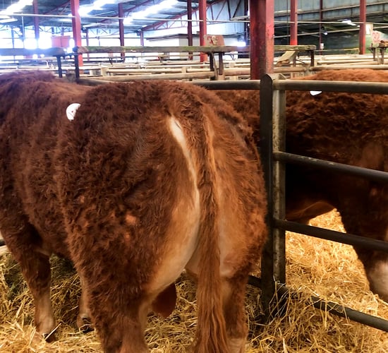 Highlights from the Irish Limousin Athenry bull sale 2021