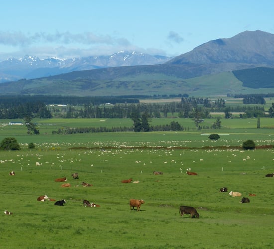 NZ beef and lamb farm group says climate policies 'out of step'