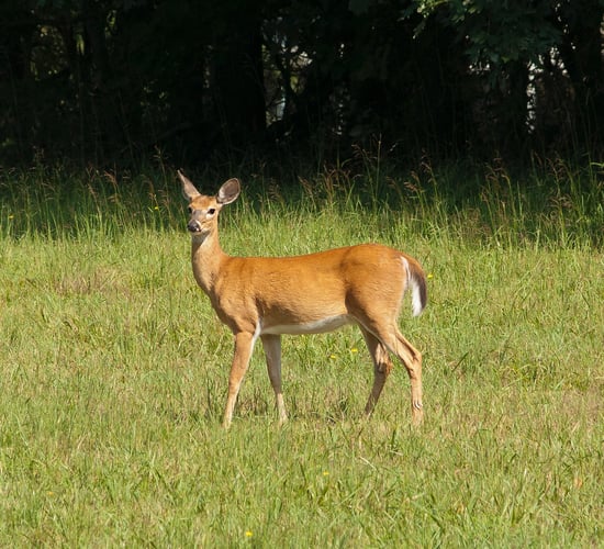 TB: Minister announces Deer Management Strategy Group