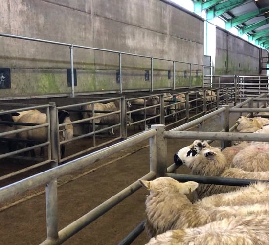 Liveweight lamb prices ease in Great Britain
