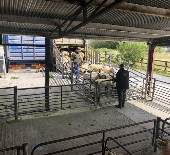 Northern sheep trade: Average hogget and spring lamb prices rise