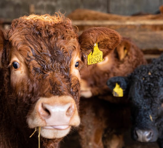Reducing slaughter age adds 'significant' costs for farmers - ICSA