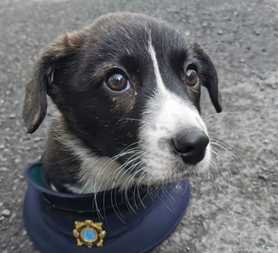 Pup recovered and man charged following theft of litter