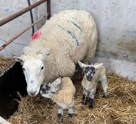 Ensuring lambs receive adequate colostrum