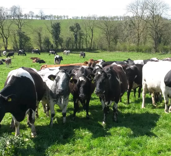 Fly control and keeping summer mastitis at bay