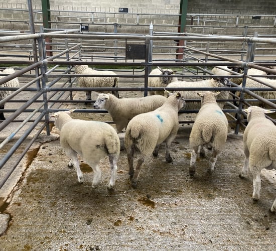 Sheep trade: GB mirrors Irish story as prices fall and supplies tighten