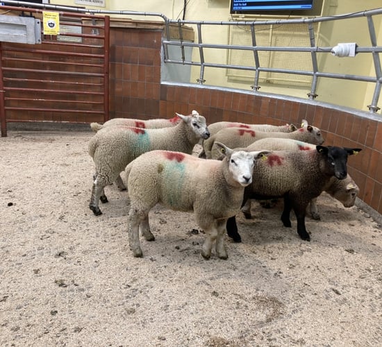 Small numbers and strong appetite see spring lamb prices increase